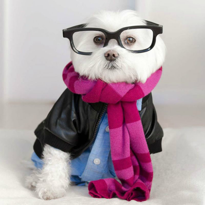 1456420850_toby_the_hipster_dog-9