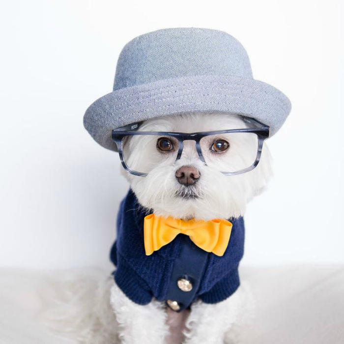 Toby_the_hipster_dog-12